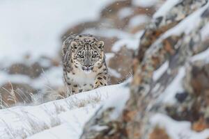 Snow Leopard Sitting on Rock in Cold Environment Background photo