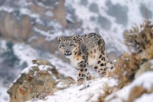 Snow Leopard Sitting on Rock in Snowy Mountain Landscape Background photo