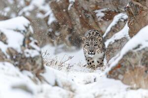 Snow Leopard Sitting on Rock in Mountainous Terrain Background photo