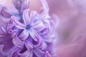 a  of a purple flower with a blurred background photo
