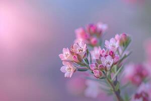 pink flowers in a field with blurred background photo