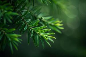 of green pine branches with blurred background photo