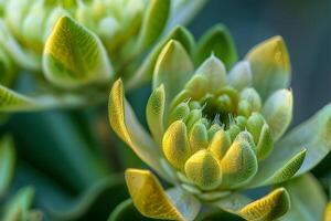 a  of a green flower with yellow petals photo