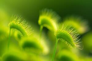 a  of some green grass with some long grass photo