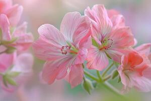 pink flowers are blooming in a field photo