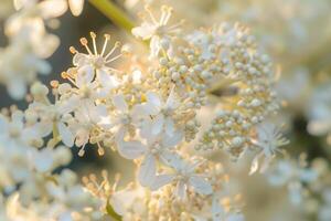 a  of white flowers on a tree photo