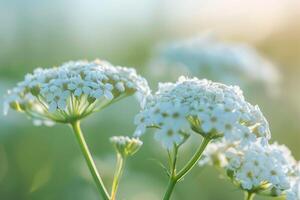 white flowers in a field with sunlight photo