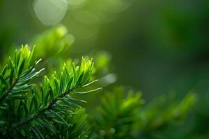 a  of a green pine tree branch photo