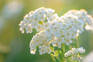 white flowers in the sunlight with blurry background photo