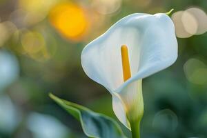 a white calla lily is in the middle of a field photo