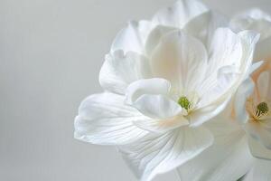 white flowers in a vase on a white background photo