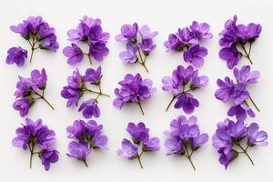 Purple flowers arranged in a square pattern on a white background background photo