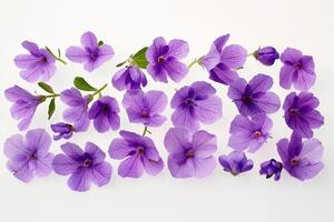 Purple flowers arranged in a circle on a white background background photo