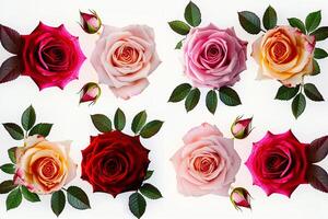 Four Different Colored Roses in Row Background photo