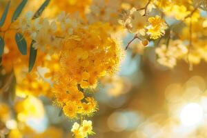 Yellow Flowers on Tree Branch with Sunlight Background photo