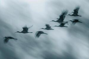 Birds Flying in the Sky Background photo