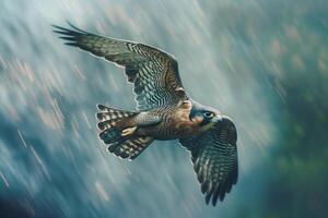 Hawk Flying through the Air with Raindrops on It Background photo