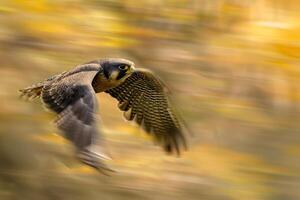 Bird Flying through the Air with Yellow Leaves Background photo