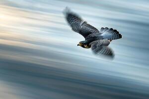 Bird Flying over Water with a Blurred Background Background photo