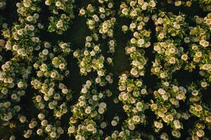 Aerial View of Field of White Flowers Background photo