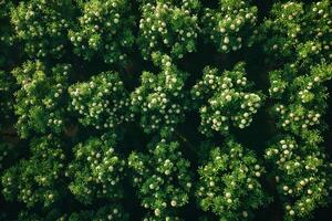 Aerial View of Field of Green Trees Background photo