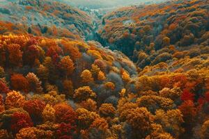 Aerial View of Forest with Colorful Trees Background photo