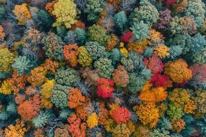 Aerial View of Colorful Autumn Trees in the Forest Background photo