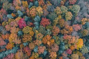 Aerial View of Colorful Autumn Trees in the Forest Background photo