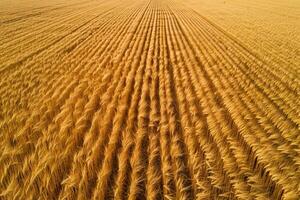 Aerial View of Wheat Field Background photo