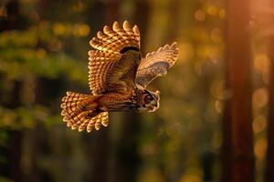 An Owl Flying Through the Forest at Sunset Background photo