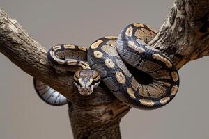 Ball Python Sitting on a Branch Background photo