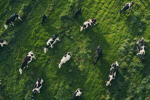 Aerial View of Cows Grazing in a Field Background photo