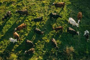 Aerial View of a Herd of Cattle Grazing in a Field Background photo