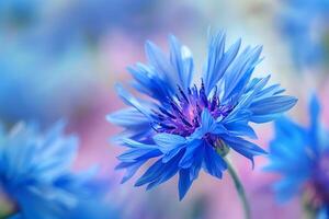 Blue Flowers in Field of Blue and Pink Background photo