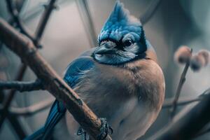 Blue Jay Bird Sitting on Branch with Natural Background photo