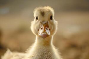 Duck with Beak Background photo