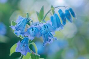 Bluebells in bloom background photo