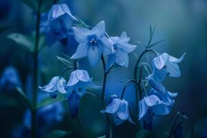 Bluebells are blooming in the dark background photo
