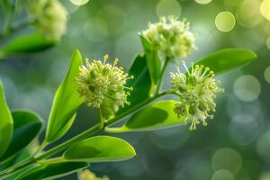 A  of some green flowers on a tree background photo