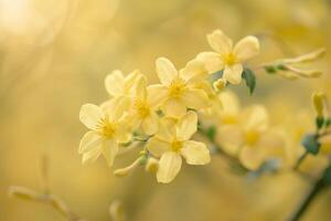 Yellow flowers in a field with blurred background photo