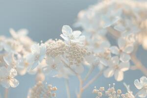 A  of some white flowers background photo