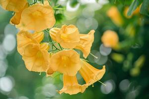 Yellow flowers hanging from a tree background photo