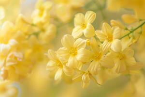 Yellow Flowers on Branch with Blurred Background photo