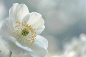 White Flower with Yellow Center in Sunlight Background photo