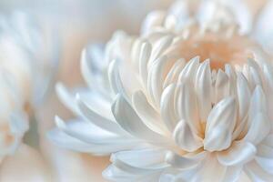 White Chrysanthemum Flowers with Soft Light Background photo