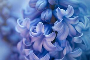 Blue Hyacinth Flowers with a Blurred Background photo
