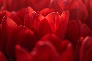 Red Tulips in Photo with Nature Elements