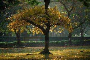 Tree with Yellow Leaves in Park Background photo