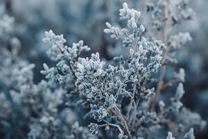 Frosty Plants in the Winter Background photo