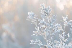 Frosty Plants in the Winter Background photo